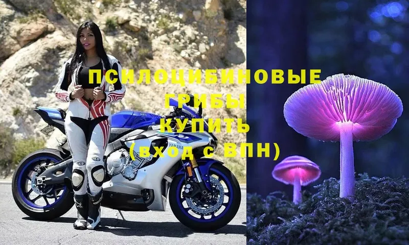 Галлюциногенные грибы Psilocybe  это состав  Кизилюрт 